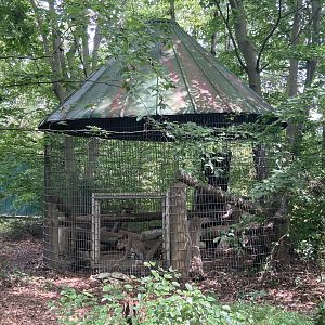Bobcat in corn crib cage