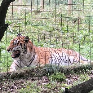 Ivan the Amur Tiger vocalizing