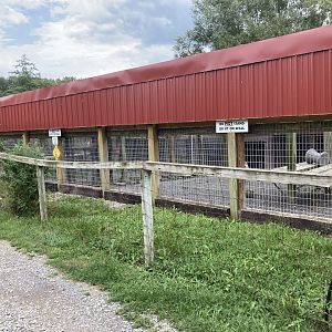 Cougar / Mountain Lion / Puma exhibit