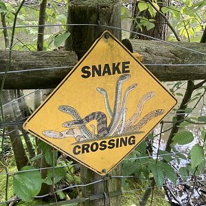Snake Crossing (animal crossing signs were everywhere)