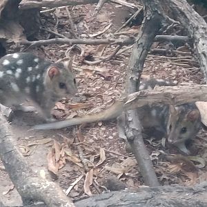 Eastern Quoll mother & daughter