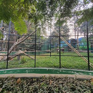 Hoolock Gibbon Exhibit - January 2023