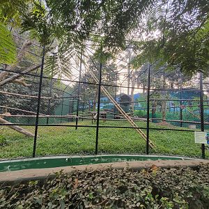 Hoolock Gibbon Exhibit - January 2023