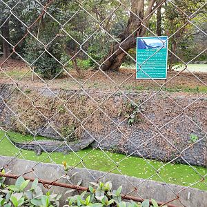 Saltwater Crocodile - January 2023