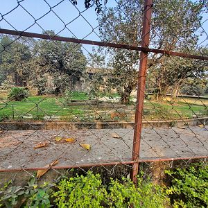 Bengal Tiger Exhibit - January 2023