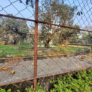 Bengal Tiger Exhibit - January 2023