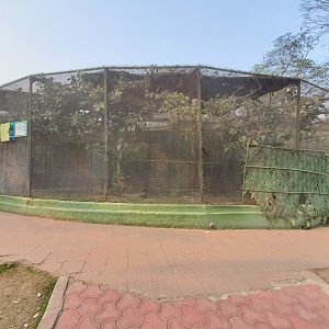 Green Iguana (?) Exhibit - January 2023