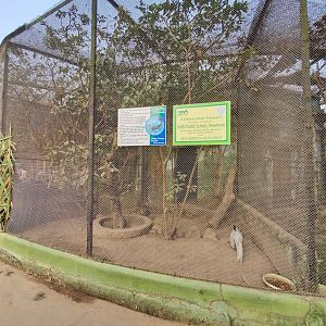 Chinese Silver Pheasant Exhibit - January 2023