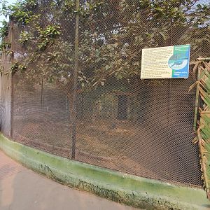 Victoria Crowned Pigeon Exhibit - January 2023