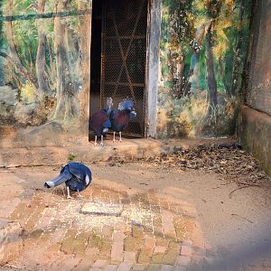 Victoria Crowned Pigeon - January 2023