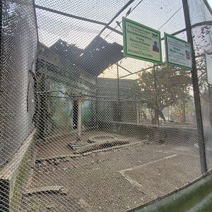 Rose Ringed Parakeet (?) Exhibit - January 2023