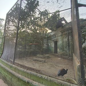 Grey-Winged Trumpeter Exhibit - January 2023