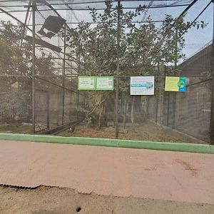 Guinea Turaco + Indian Peafowl Exhibit - January 2023
