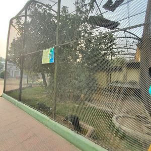 Helmeted Curassow Exhibit - January 2023