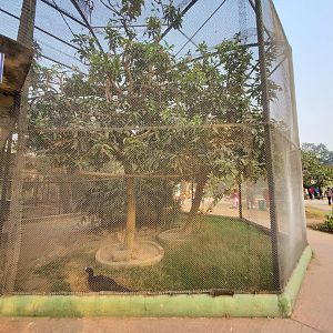 Helmeted Curassow Exhibit - January 2023