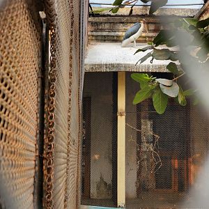 Lesser Adjutant - January 2023