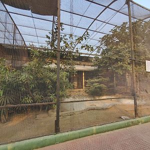 Grey Crowned Crane Exhibit - January 2023