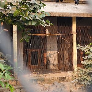 Grey Crowned Crane Exhibit - January 2023