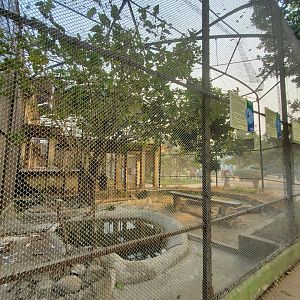 Asian Openbill + more Lesser Adjutants Exhibit - January 2023