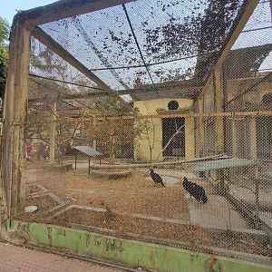 Yellow-Knobbed Curassow Exhibit - January 2023