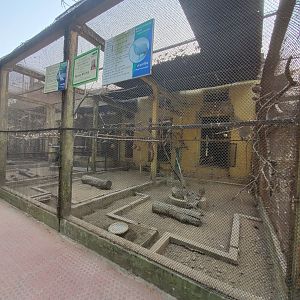 Bhutan Grey Peacock Pheasant + Cockatiel Exhibit - January 2023