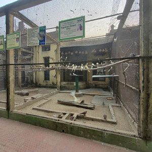 Bhutan Grey Peacock Pheasant + Budgerigar Exhibit - January 2023