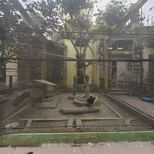 Unidentified Curassow (?) Exhibit - January 2023