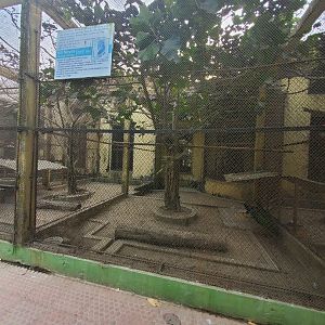 Hill Myna + Unsigned Indian Peafowl Exhibit - January 2023