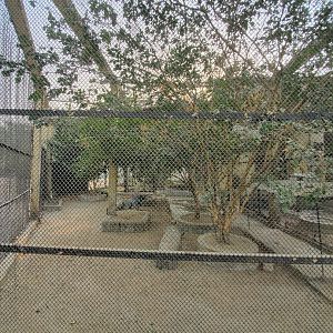 Crested Screamer Exhibit - January 2023