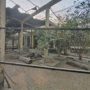 Crested Screamer Exhibit - January 2023