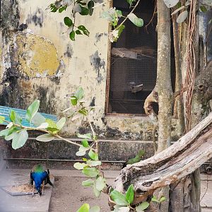 Indian Peafowl + Unidentified Bird - January 2023