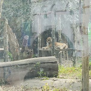 Jaguar - January 2023