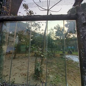 Indian Leopard Exhibit - January 2023