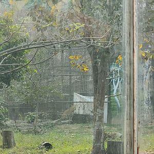 Indian Leopard - January 2023