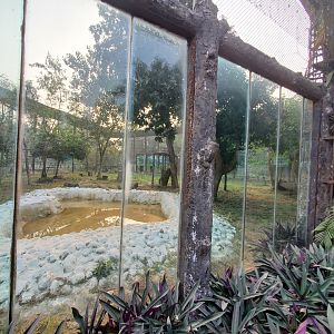 Indian Leopard Exhibit - January 2023