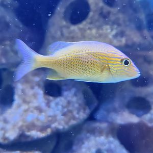 Marine Science Center - A fish