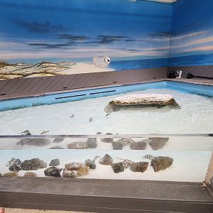 Marine Science Center - Touch tank from above