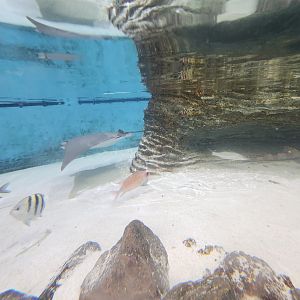 Marine Science Center - Touch tank from below