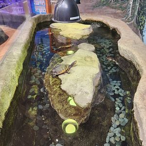 Marine Science Center - Freshwater turtles exhibit