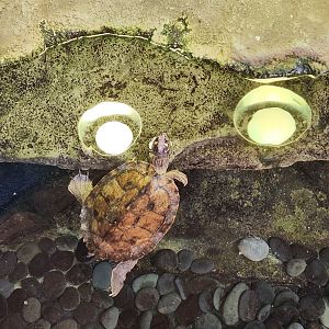 Marine Science Center - Ouachita Map Turtle