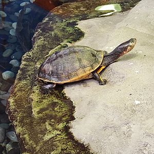 Marine Science Center - Chicken Turtle