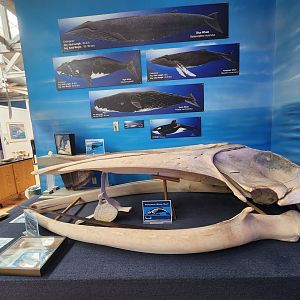 Marine Science Center - Baleen whale skull