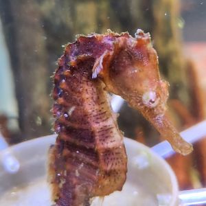 Marine Science Center - Lined Seahorse