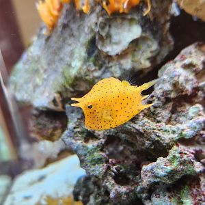Marine Science Center - Cool orange boxfish