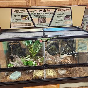 Marine Science Center - Green vs Brown Anoles