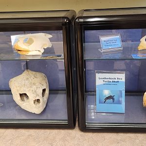 Marine Science Center - Sea turtle skulls