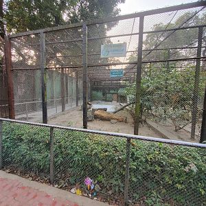 Fishing Cat Exhibit - January 2023