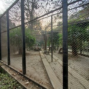 Jungle Cat Exhibit - January 2023