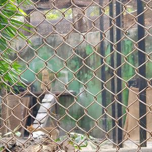 Jungle Cat - January 2023