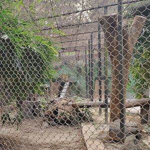 Jungle Cat Exhibit - January 2023